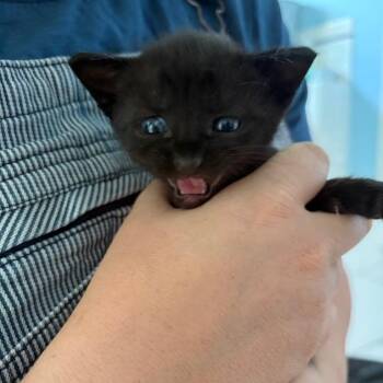 Mr. Emergency Contact C11830 -  Domestic Short Hair Cat for Adoption - Mr. Emergency Contact C11830 | PetCurious