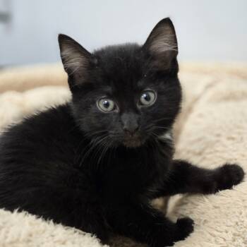 Rescue Domestic Short Hair Cats for Adoption in Lexington, South Carolina - Snickers | PetCurious
