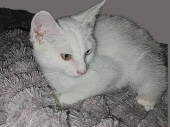Safeway De Ja Vue -  Domestic Short Hair Cat Available for Adoption in Phoenix, Arizona - Safeway De Ja Vue | PetCurious
