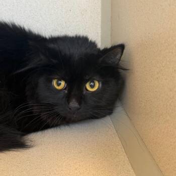 Granny -  Domestic Medium Hair Cat for Adoption in Rifle, Colorado - Granny | PetCurious