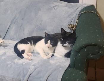 Rescue Tuxedo Cats for Adoption in Bath, Maine - Stitch & Lilo | PetCurious