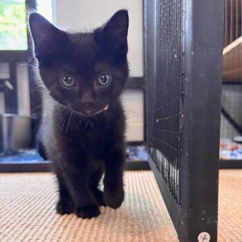 Trouble -  American Shorthair Cat for Adoption in Houston, Texas - Trouble | PetCurious
