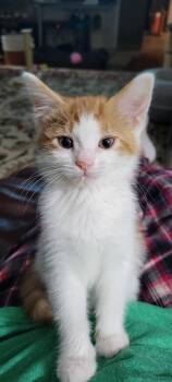 American Shorthair Cats Available for Adoption in Roanoke, Alabama - Grizzly | PetCurious