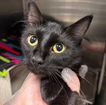 Selena -  Domestic Short Hair Cat for Adoption in Des Moines, Iowa - Selena | PetCurious