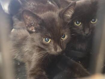 CARL WINSLOW -  Domestic Short Hair Cat for Adoption in Louisville, Kentucky - CARL WINSLOW | PetCurious
