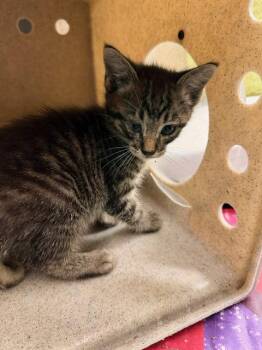 Domestic Short Hair Cats Available for Adoption in Riverside, California - A1916806 | PetCurious