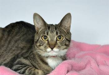 KIRBY -  Domestic Short Hair Cat for Adoption in Fort Lauderdale, Florida - KIRBY | PetCurious