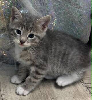 Macadamia Nut -  Domestic Short Hair Cat for Adoption in Shreveport, Louisiana - Macadamia Nut | PetCurious