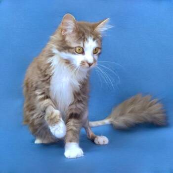 Domestic Medium Hair Cats Available for Adoption in Pasadena, California - ARIA | PetCurious