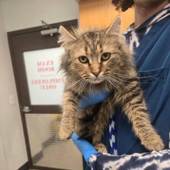 Domestic Long Hair Cats Available for Adoption - Hero | PetCurious