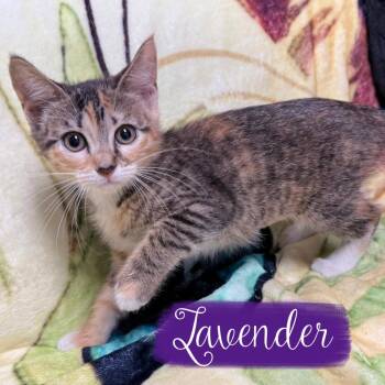 Lavendar -  Domestic Short Hair Cat for Adoption in Corpus Christi, Texas - Lavendar | PetCurious