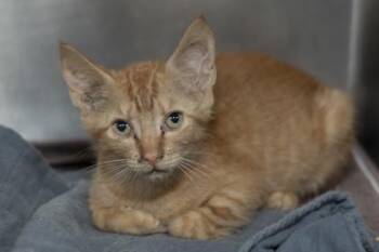 07215B Leon - Adoption Ambassador -  Domestic Short Hair Cat for Adoption in North Charleston, South Carolina - 07215B Leon - Adoption Ambassador | PetCurious