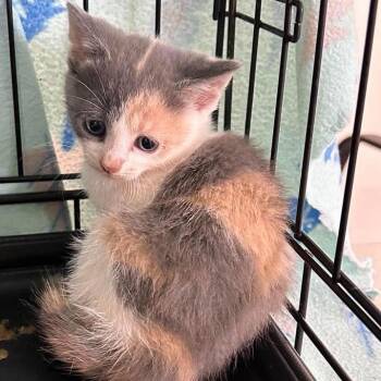 Coraline -  Domestic Short Hair Cat for Adoption in Fairfax Station, Virginia - Coraline | PetCurious