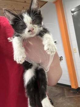 Duke -  Domestic Short Hair Cat for Adoption in Cincinnati, Ohio - Duke | PetCurious
