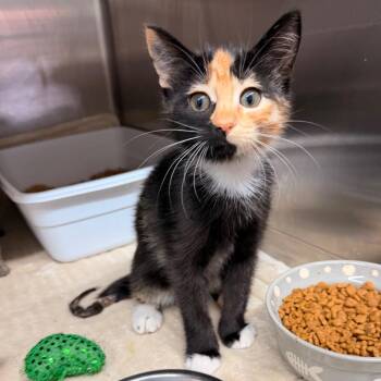 Sunflower -  Domestic Short Hair Cat for Adoption in Hinesville, Georgia - Sunflower | PetCurious