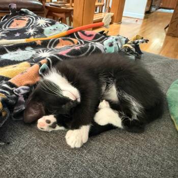 Uchuva, Female, Tux -  Domestic Short Hair Cat for Adoption in Durham, North Carolina - Uchuva, Female, Tux | PetCurious