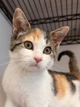 Ethel -  Domestic Short Hair Cat for Adoption in Amery, Wisconsin - Ethel | PetCurious