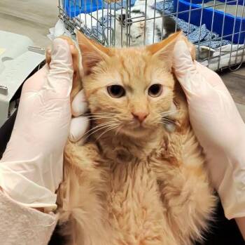 Rescue Domestic Short Hair and Tabby Cats for Adoption in Lemont, Illinois - Macaroni | PetCurious