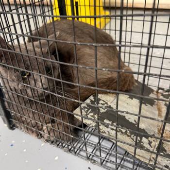 TUSC-Wildlife-85174 -  Domestic Short Hair Cat for Adoption in Tuscaloosa, Alabama - TUSC-Wildlife-85174 | PetCurious