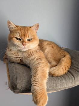 Pumpkin -  Munchkin Cat for Adoption in Lunenburg, Massachusetts - Pumpkin | PetCurious