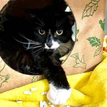 Molly -  Domestic Short Hair Cat for Adoption in Baltimore, Maryland - Molly | PetCurious