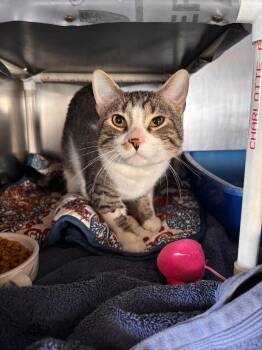 Domestic Short Hair Cats Available for Adoption in Port Jervis, New York - Ethan | PetCurious