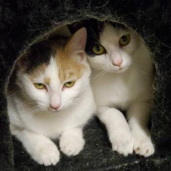 Domestic Short Hair Cats Available for Adoption in Granville, Ohio - Lumi | PetCurious