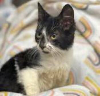 Rescue Domestic Short Hair Cats for Adoption in Portsmouth, Ohio - Bennett | PetCurious