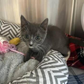 Violet -  Domestic Short Hair Cat for Adoption in Knoxville, Tennessee - Violet | PetCurious