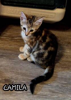 Camila in foster care (must be adopted w/ a sibling -  Domestic Short Hair Cat for Adoption in Ellicott City, Maryland - Camila In Foster Care (must Be Adopted W/ A Sibling | PetCurious