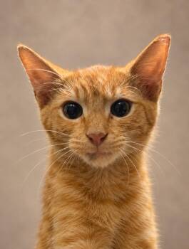 Stymie -  Tabby Cat for Adoption in Miami, Florida - Stymie | PetCurious