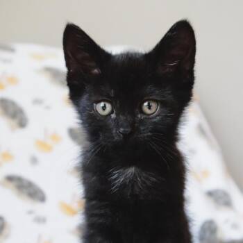 Dr. Dre(M2) -  Domestic Short Hair Cat for Adoption in Saint Joseph, Missouri - Dr. Dre(M2) | PetCurious