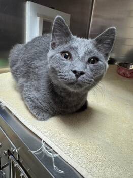 Rescue Domestic Short Hair Cats for Adoption in Tomah, Wisconsin - Asher | PetCurious
