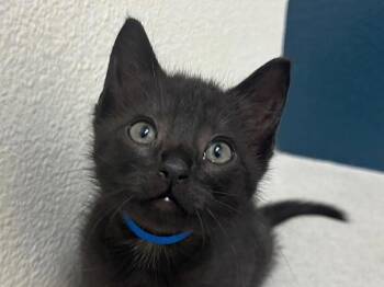 Rescue Domestic Short Hair Cats for Adoption in Portland, Oregon - Relish | PetCurious