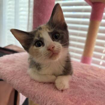 Padmé -  Domestic Short Hair Cat for Adoption in Houston, Texas - Padmé | PetCurious