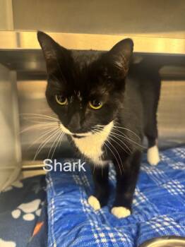 Domestic Short Hair Cats Available for Adoption in Hilton Head Island, South Carolina - Shark | PetCurious