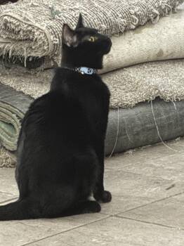 Domestic Short Hair Cats Available for Adoption in Glendale, Arizona - Casino | PetCurious