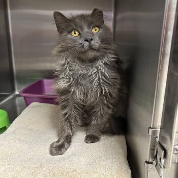 Pickle Paul -  Domestic Long Hair Cat Available for Adoption in La Grange Park, Illinois - Pickle Paul | PetCurious