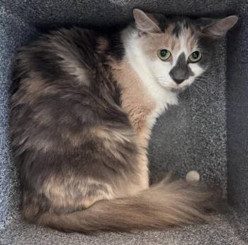 Rescue Domestic Medium Hair Cats for Adoption in Salisbury, North Carolina - MYRTLE | PetCurious