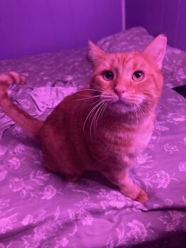 Danny Boy -  Domestic Short Hair Cat for Adoption in Hartville, Ohio - Danny Boy | PetCurious