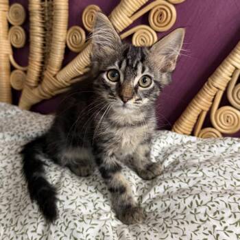 Benadryl -  Domestic Long Hair Cat for Adoption in Chattanooga, Tennessee - Benadryl | PetCurious