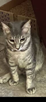 Rescue Domestic Short Hair Cats for Adoption in Visalia, California - Cecil | PetCurious