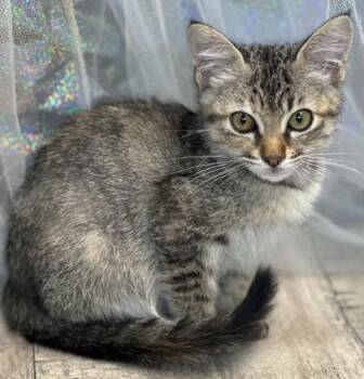 Mittens -  Domestic Short Hair Cat for Adoption in Shreveport, Louisiana - Mittens | PetCurious