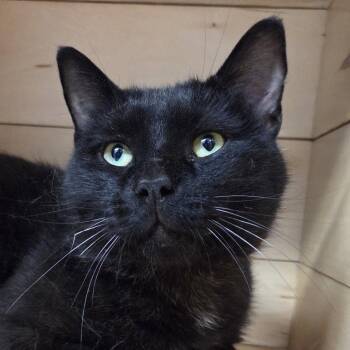 Houdini -  Domestic Short Hair Cat for Adoption in Park Rapids, Minnesota - Houdini | PetCurious