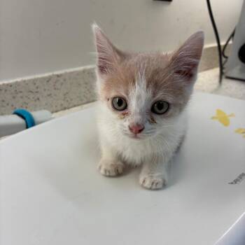 Frog -  Domestic Short Hair Cat for Adoption in Auburn, Alabama - Frog | PetCurious