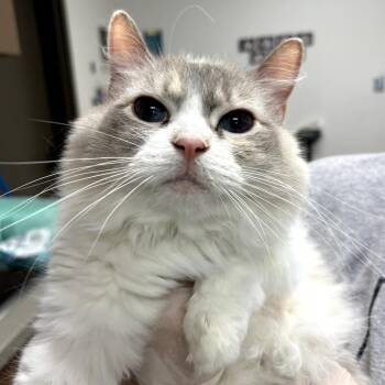 Ella -  Domestic Long Hair Cat for Adoption in Cleveland, Mississippi - Ella | PetCurious