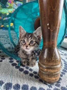 Domestic Short Hair Cats Available for Adoption in Livonia, Michigan - C318 Litter Lego | PetCurious