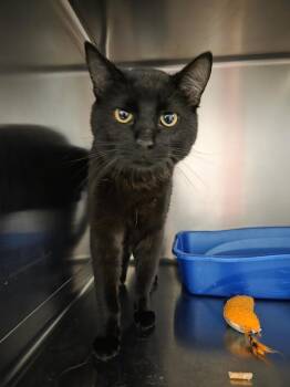 Domestic Short Hair Cats Available for Adoption in Salmon, Idaho - Toast | PetCurious