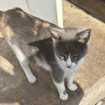 Domestic Short Hair Cats Available for Adoption in Boerne, Texas - Spin Cycle | PetCurious