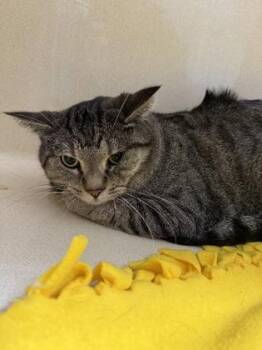 Sabor -  Domestic Short Hair Cat for Adoption in Pequot Lakes, Minnesota - Sabor | PetCurious